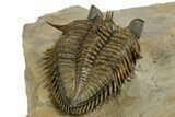 Amazing Tower Eyed Erbenochile Trilobite - Morocco #344461-3